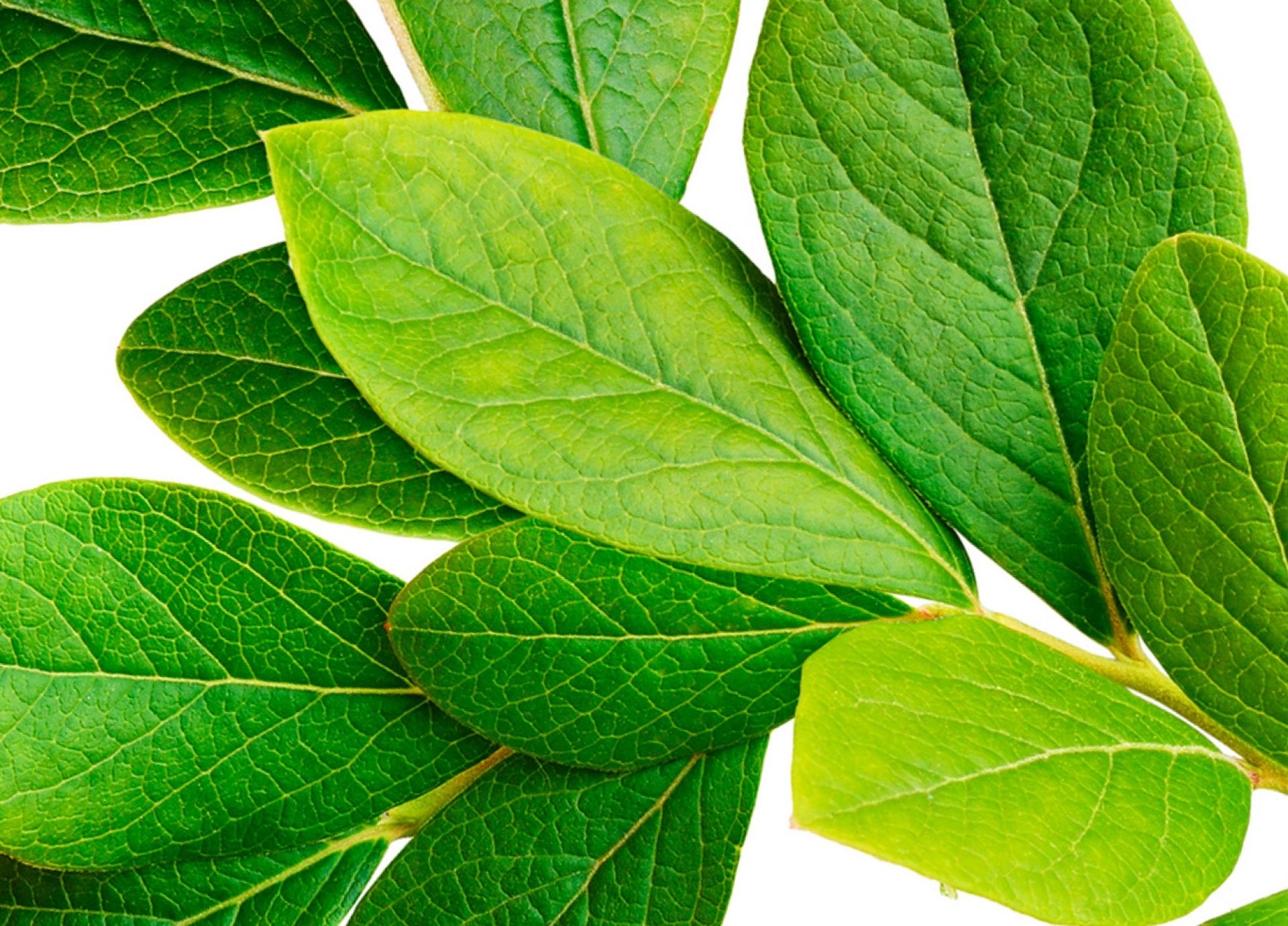 Green Transition