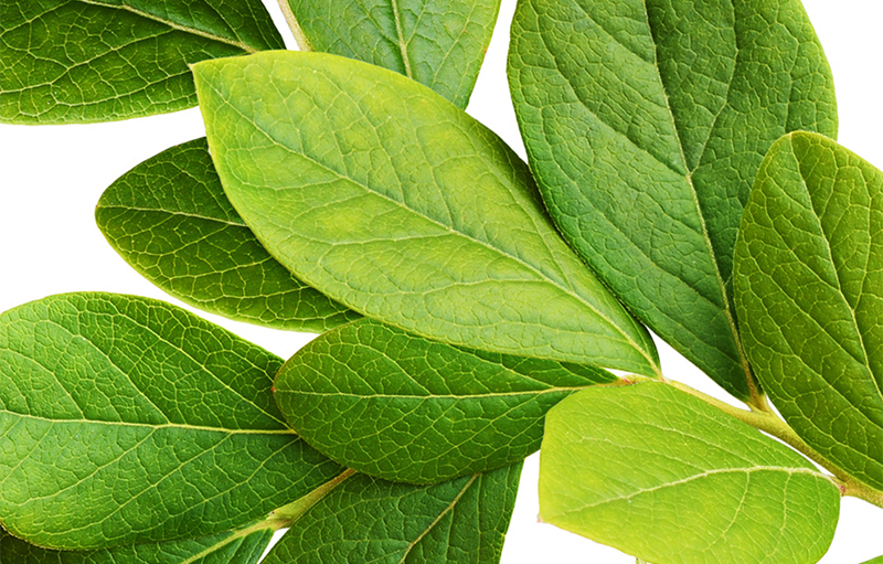 Close-up photograph of healthy green leaves on a branch