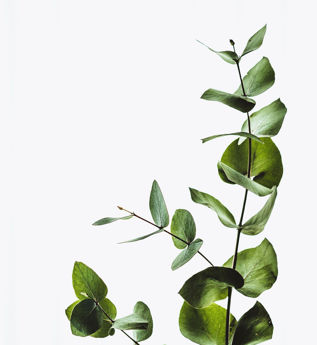 Plants